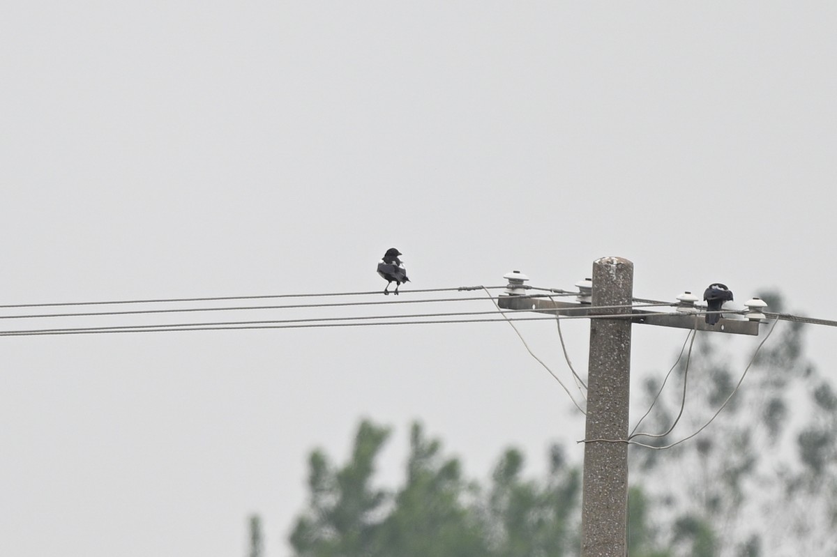 Oriental Magpie - ML642686357
