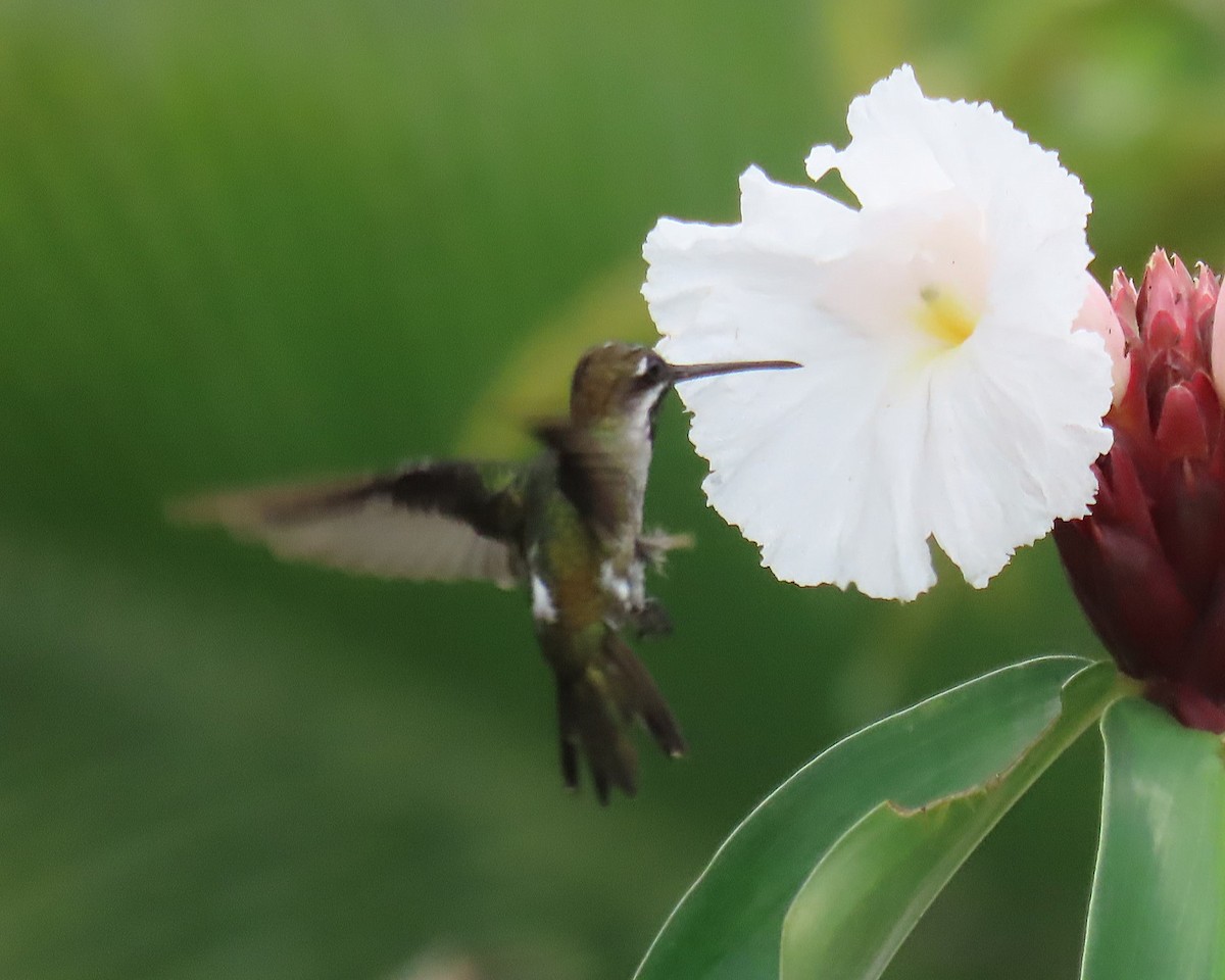 Long-billed Starthroat - ML642686360