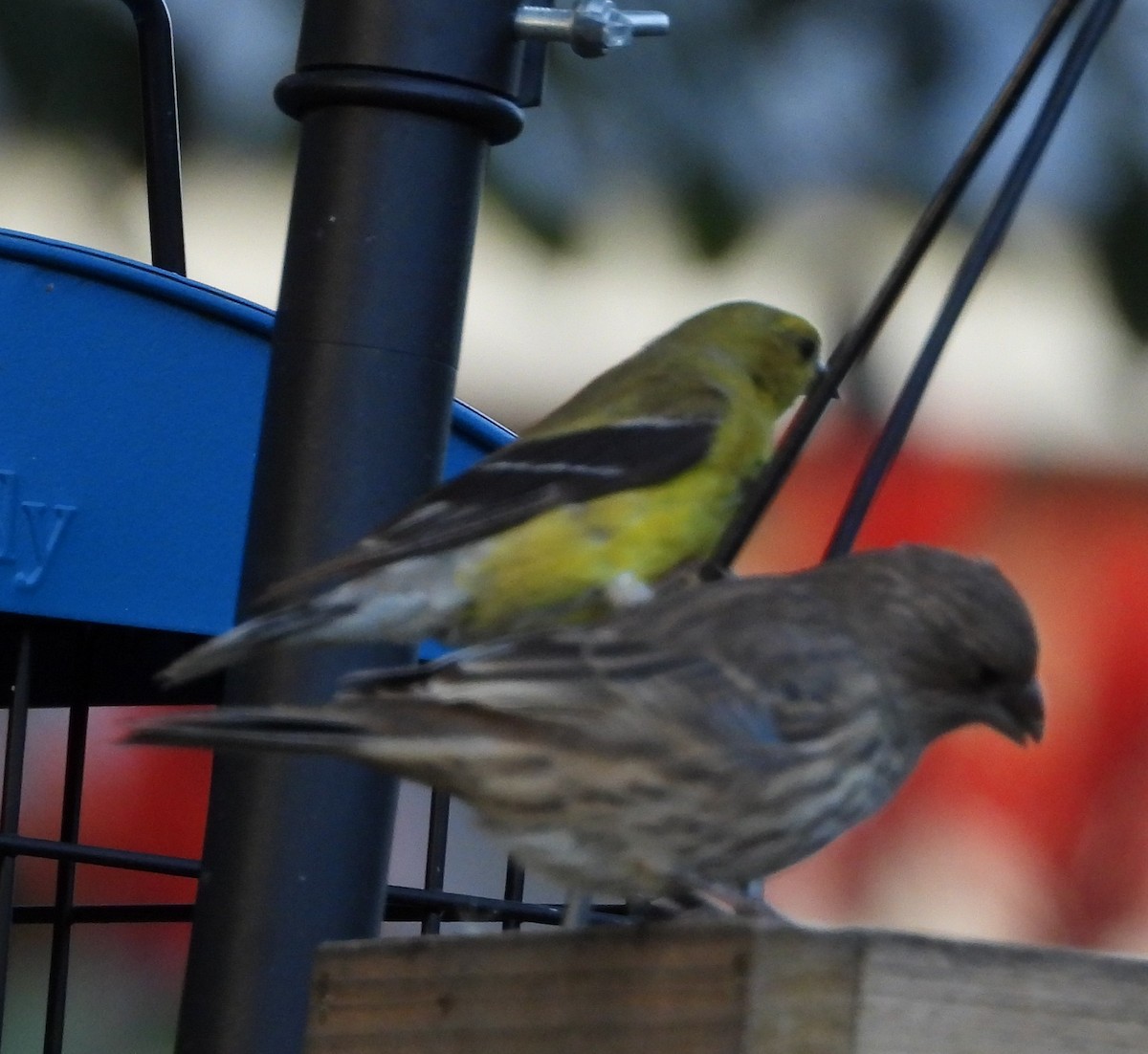 gulstillits - ML642686361