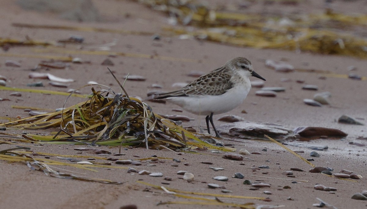 Semipalmated Sandpiper - ML642686376