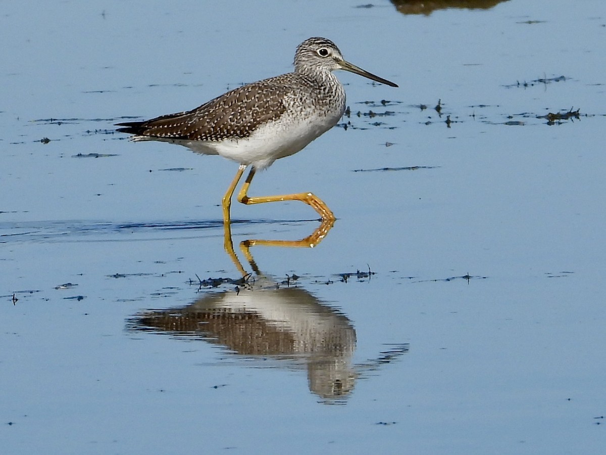 Greater Yellowlegs - ML642686382