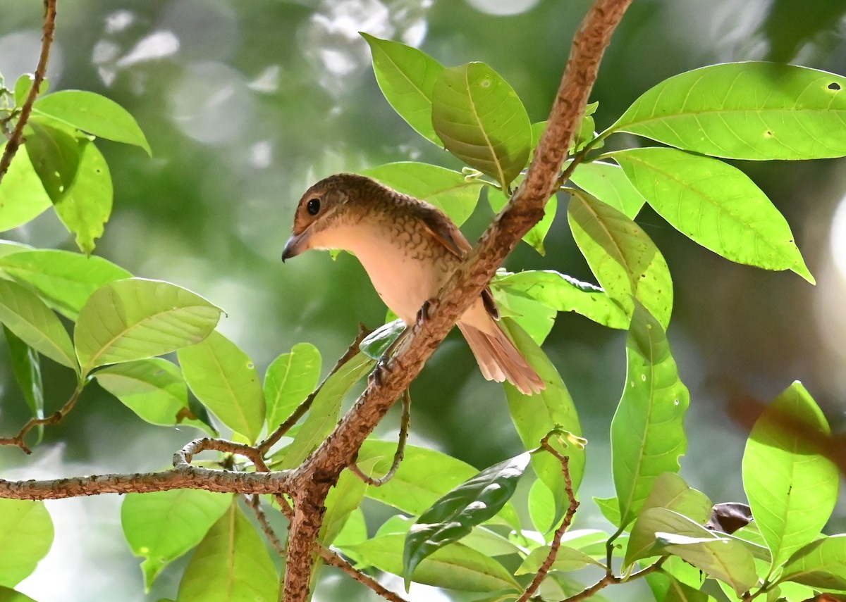 Tiger Shrike - ML642686388
