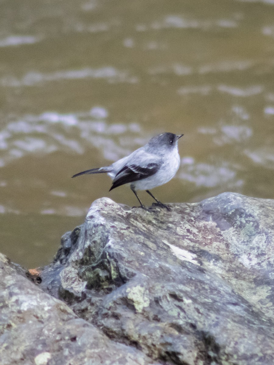 Torrent Tyrannulet - ML642686389