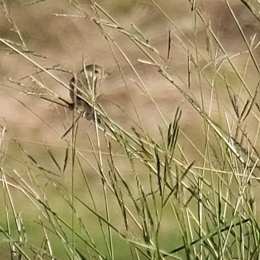 Yellow-bellied Prinia - ML642686393
