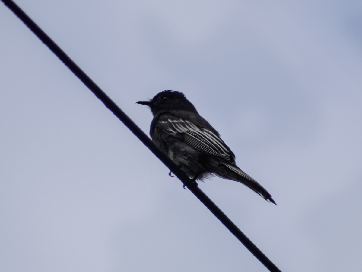 Black Phoebe - ML642686400