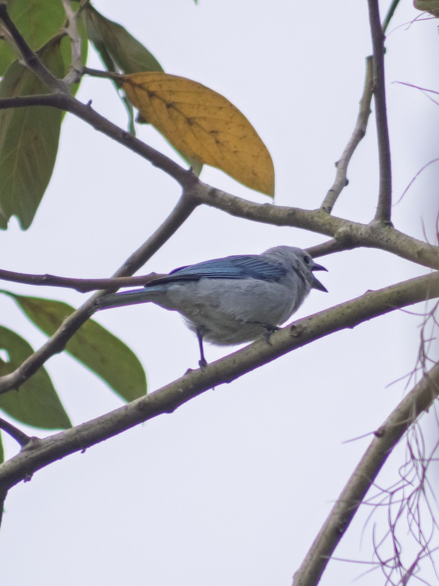 Blue-gray Tanager - ML642686406