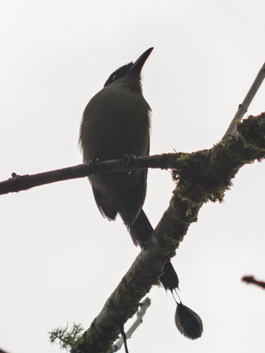 Andean Motmot - ML642686417