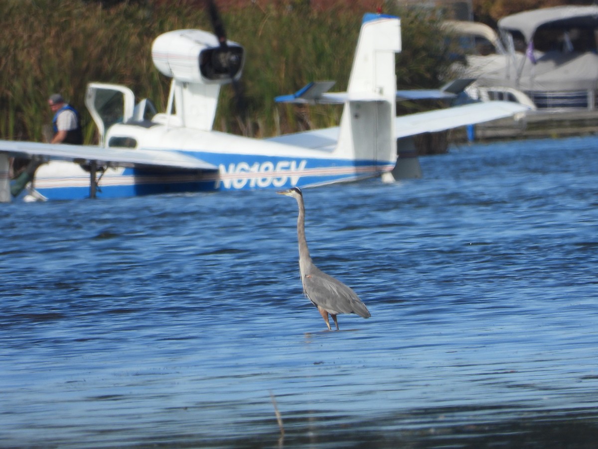 Great Blue Heron - ML642686421