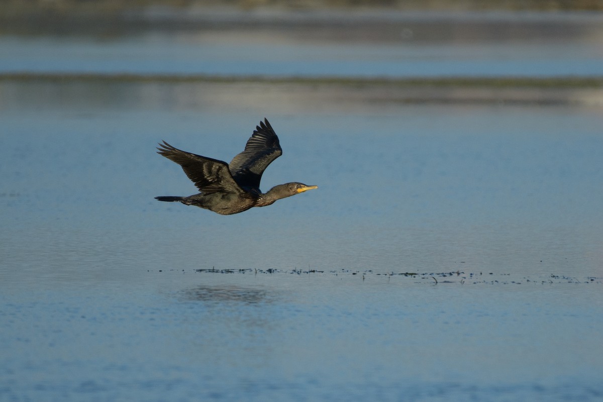 Double-crested Cormorant - ML642686425