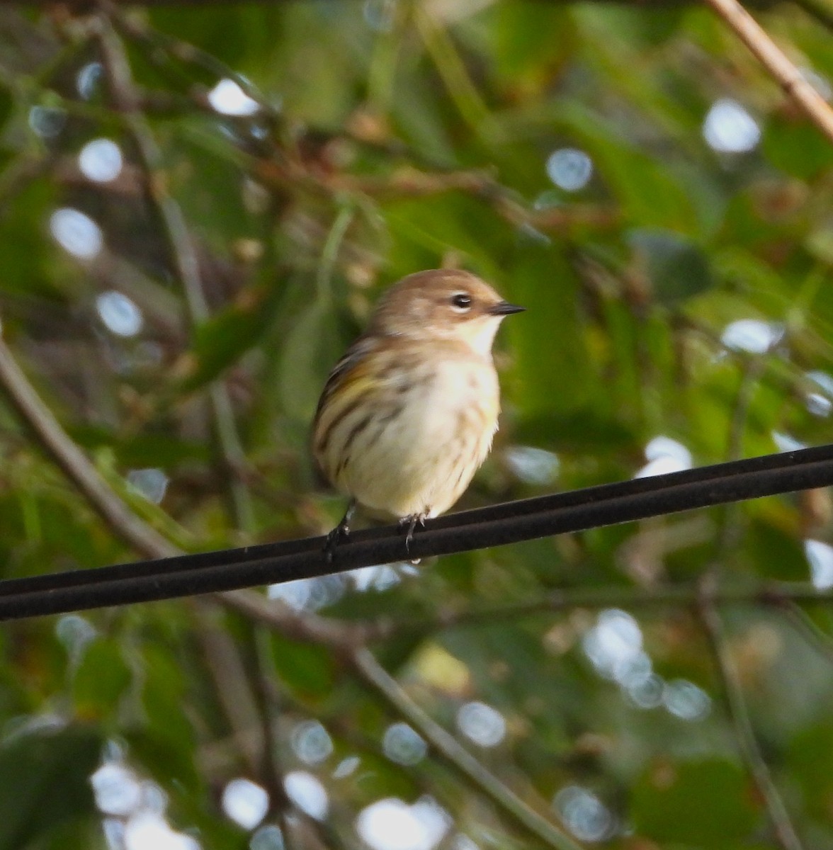 Yellow-rumped Warbler - ML642686426