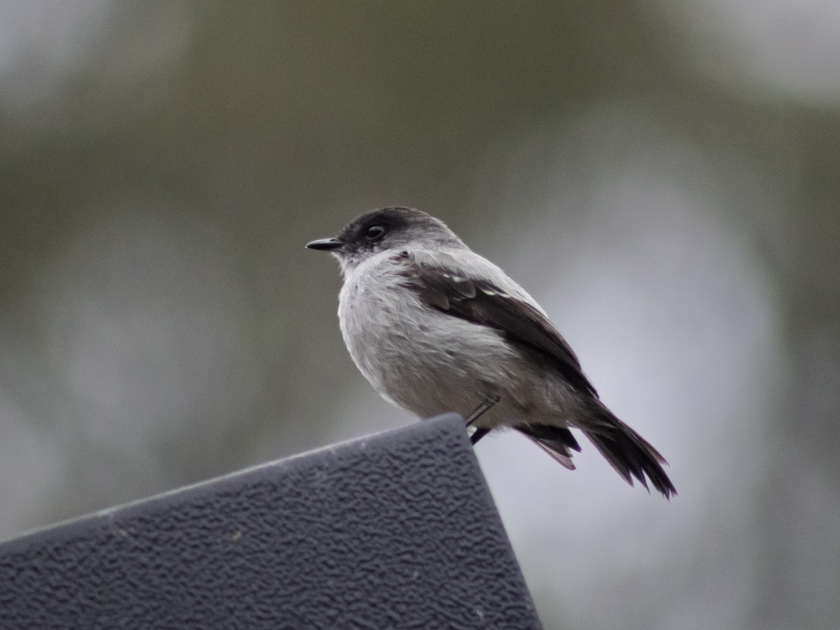 Torrent Tyrannulet - ML642686430