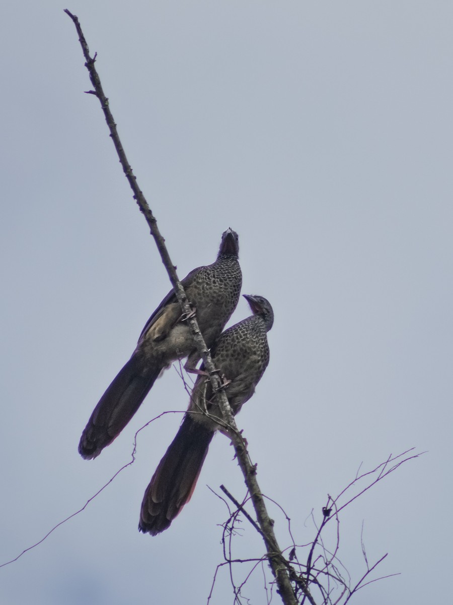 Colombian Chachalaca - ML642686433
