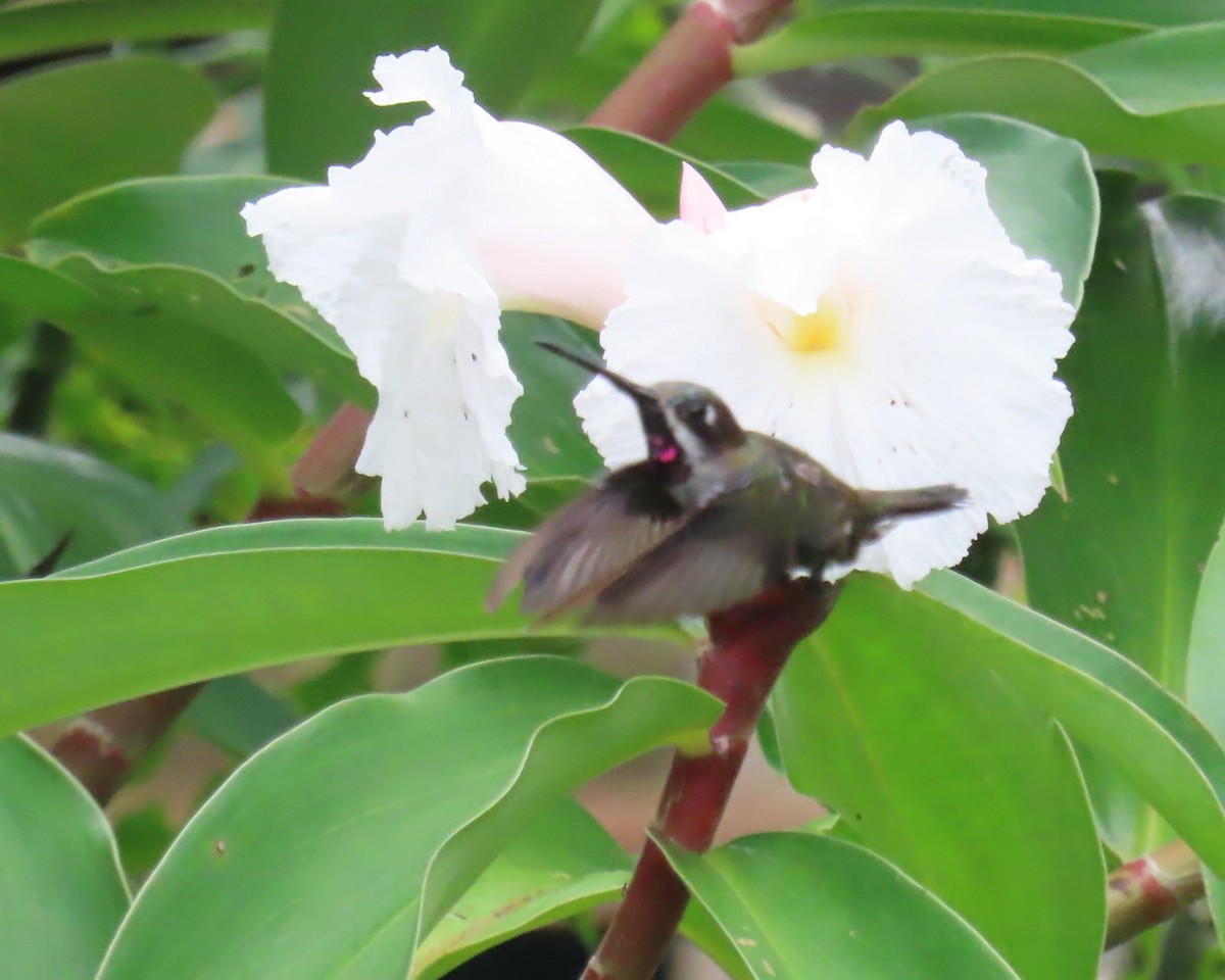 Long-billed Starthroat - ML642686434