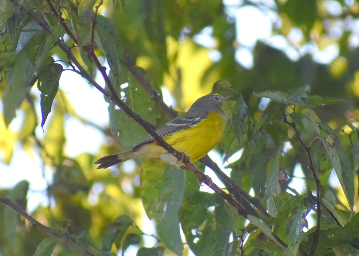Magnolia Warbler - ML642686435