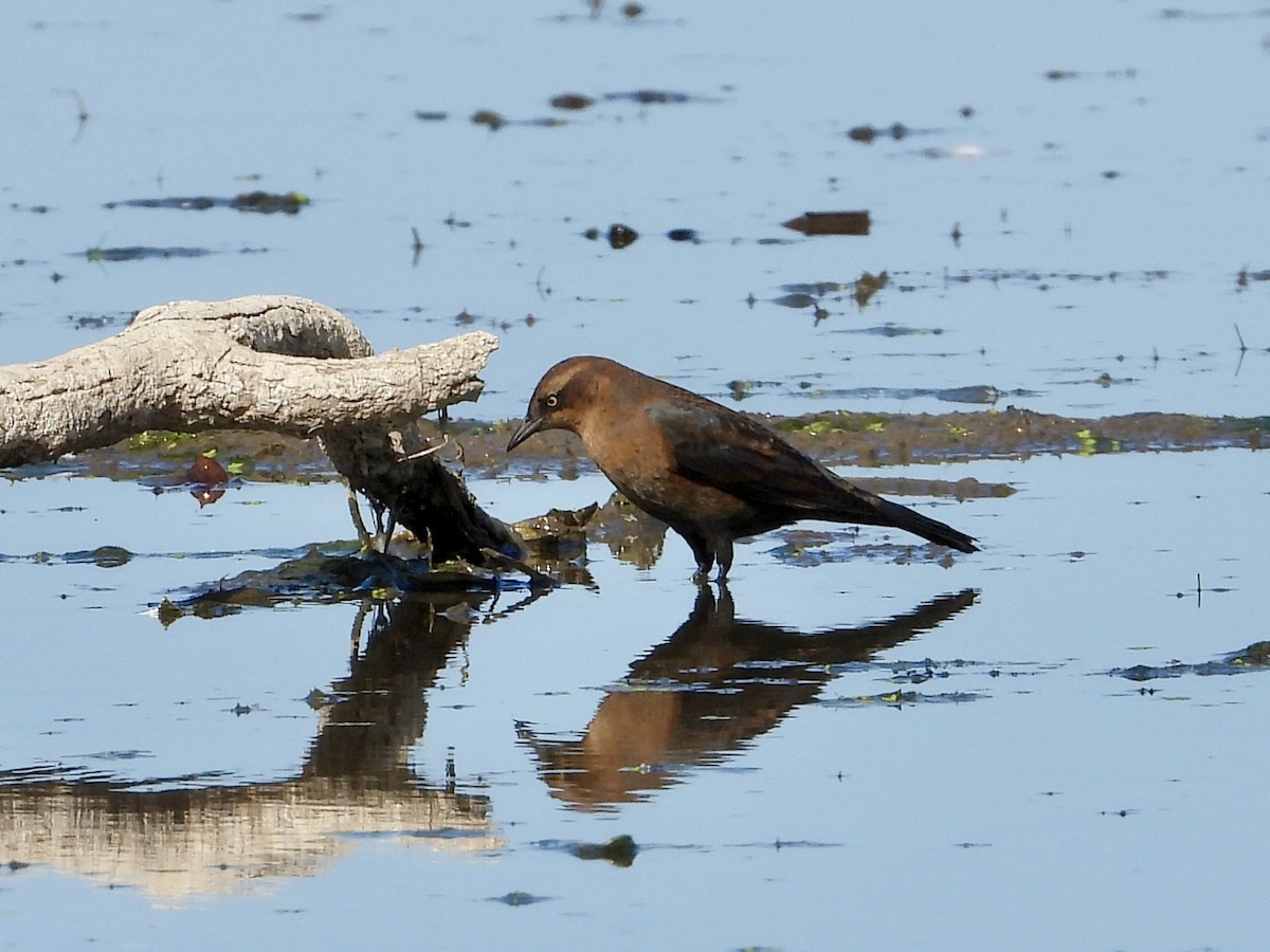 Rusty Blackbird - ML642686437