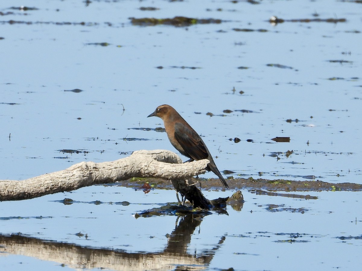 Rusty Blackbird - ML642686438