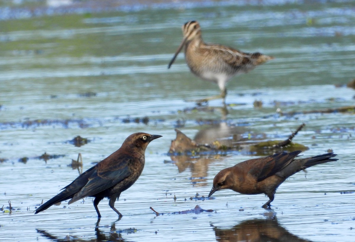 Rusty Blackbird - ML642686439