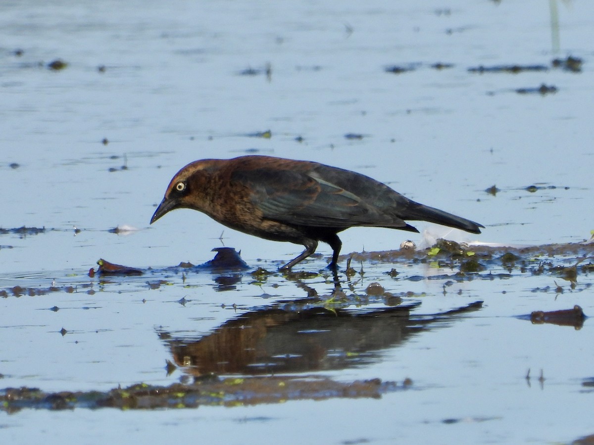 Rusty Blackbird - ML642686440