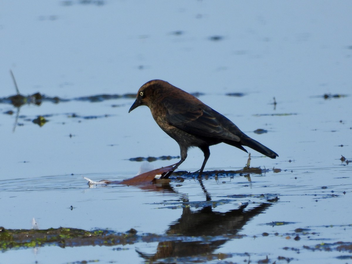 Rusty Blackbird - ML642686441