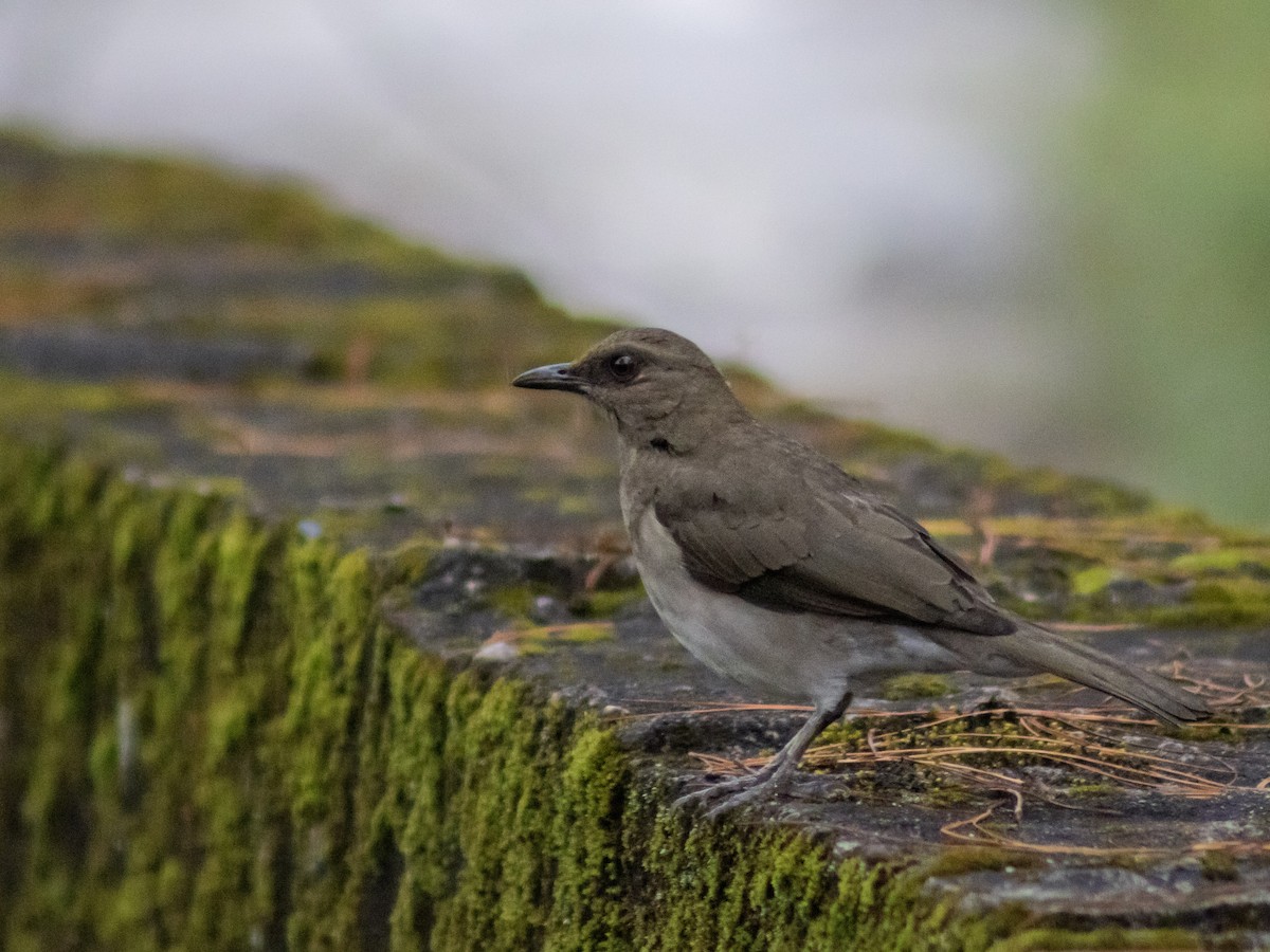 Black-billed Thrush - ML642686442
