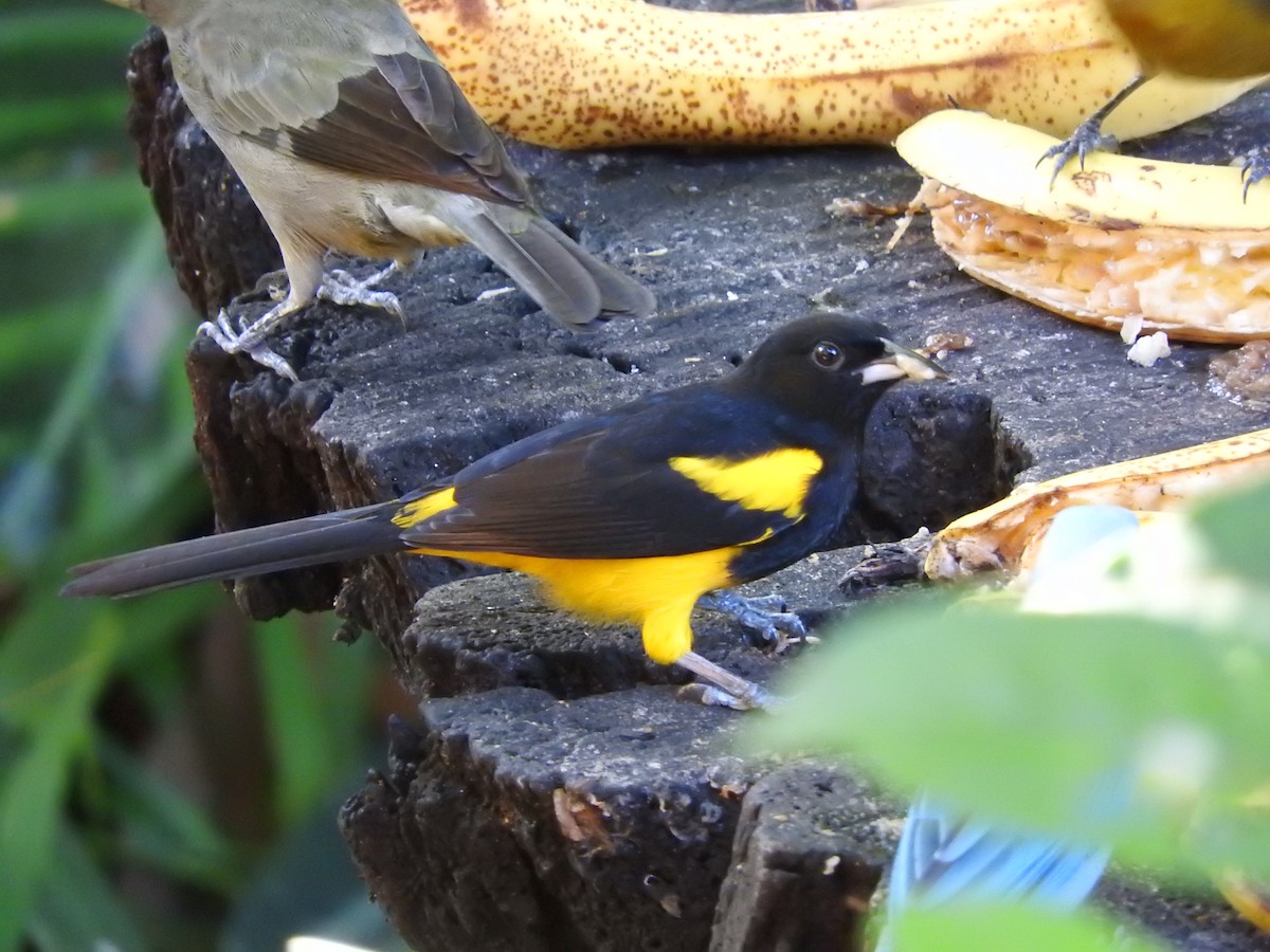 Black-cowled Oriole - ML642686443