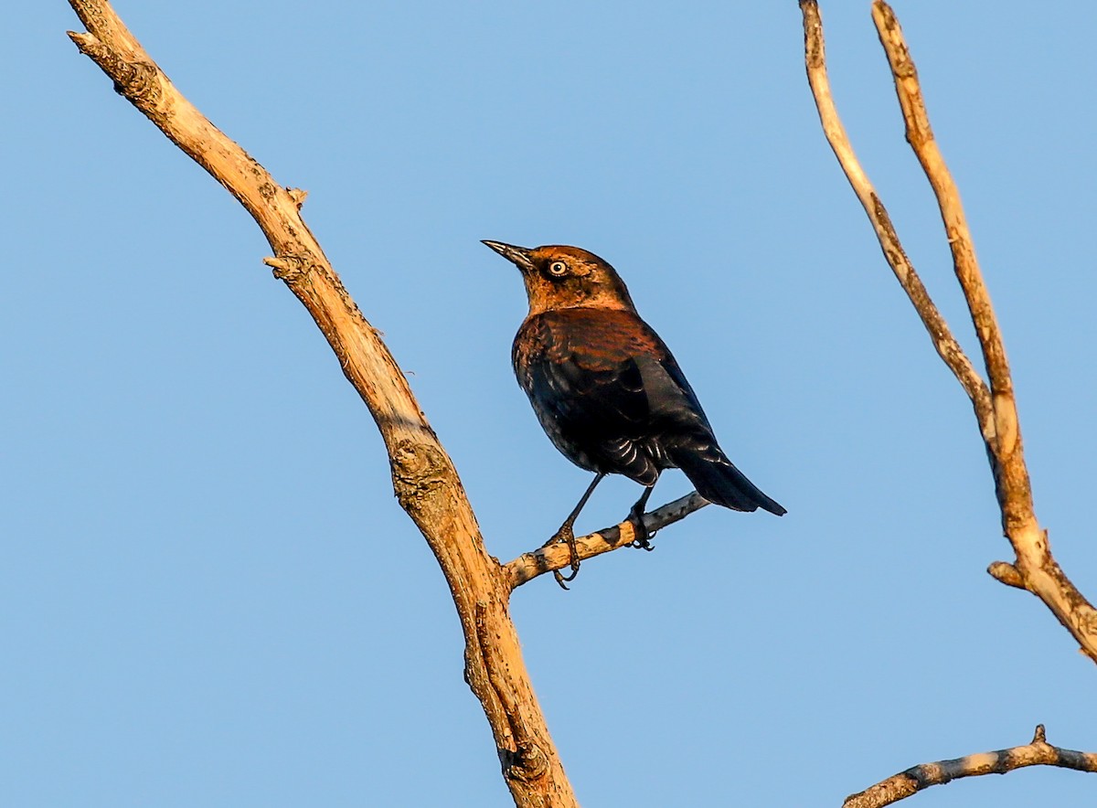 Rusty Blackbird - ML642686444