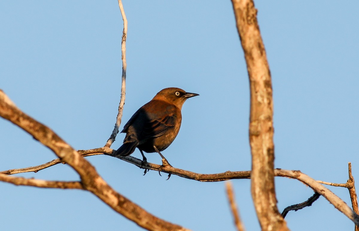 Rusty Blackbird - ML642686445