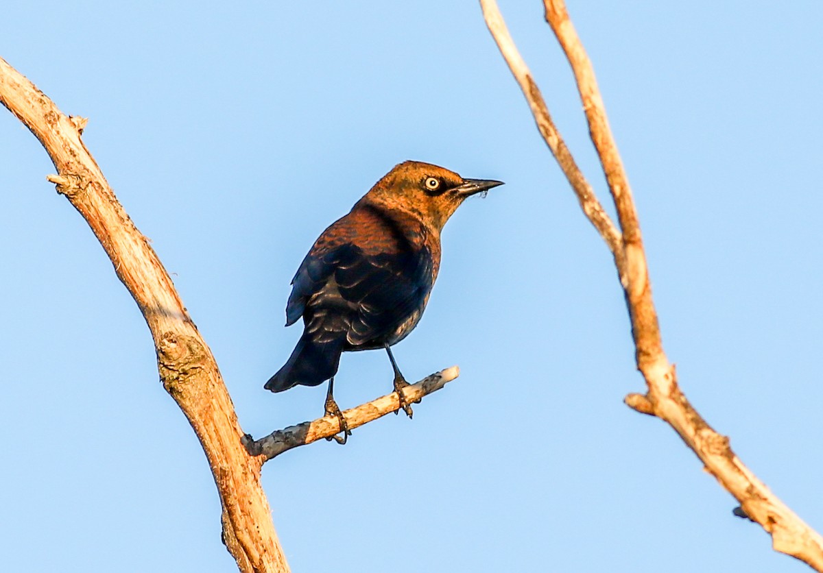 Rusty Blackbird - ML642686446