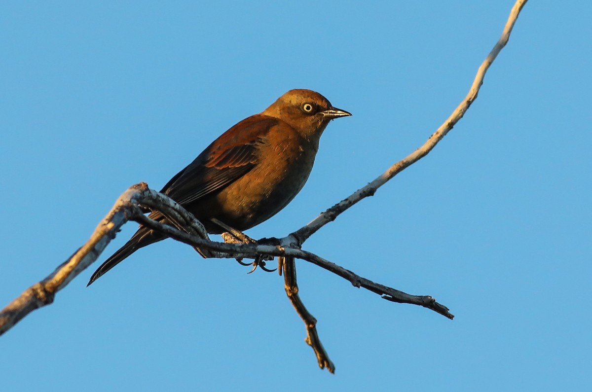 Rusty Blackbird - ML642686447