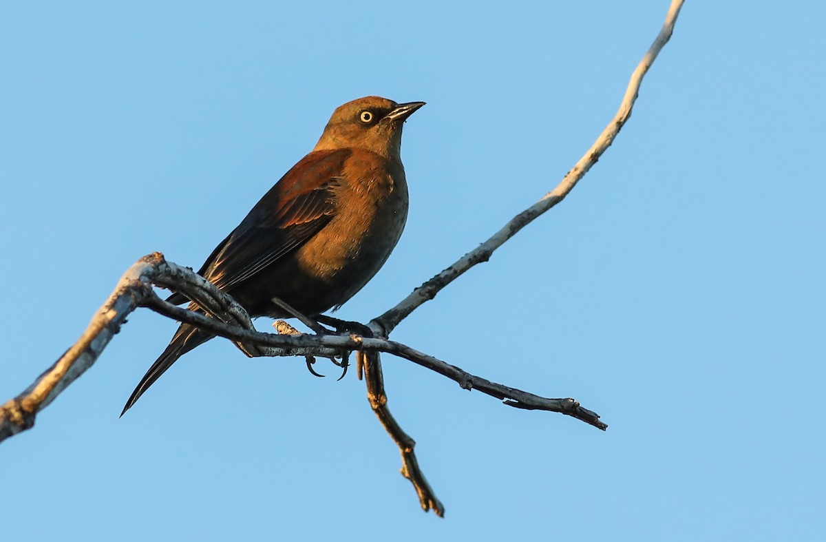 Rusty Blackbird - ML642686448