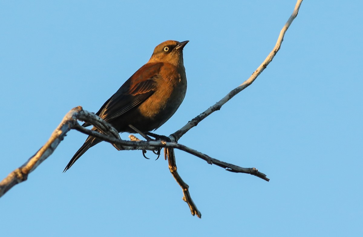 Rusty Blackbird - ML642686449