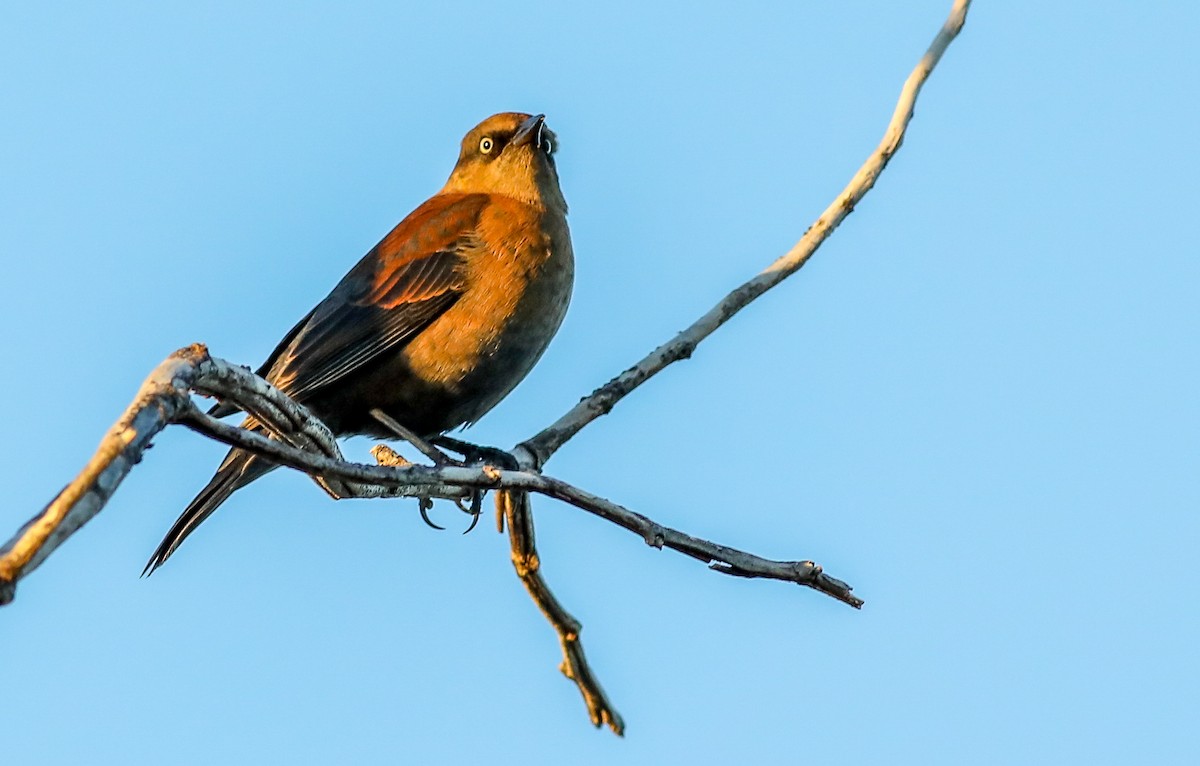 Rusty Blackbird - ML642686450