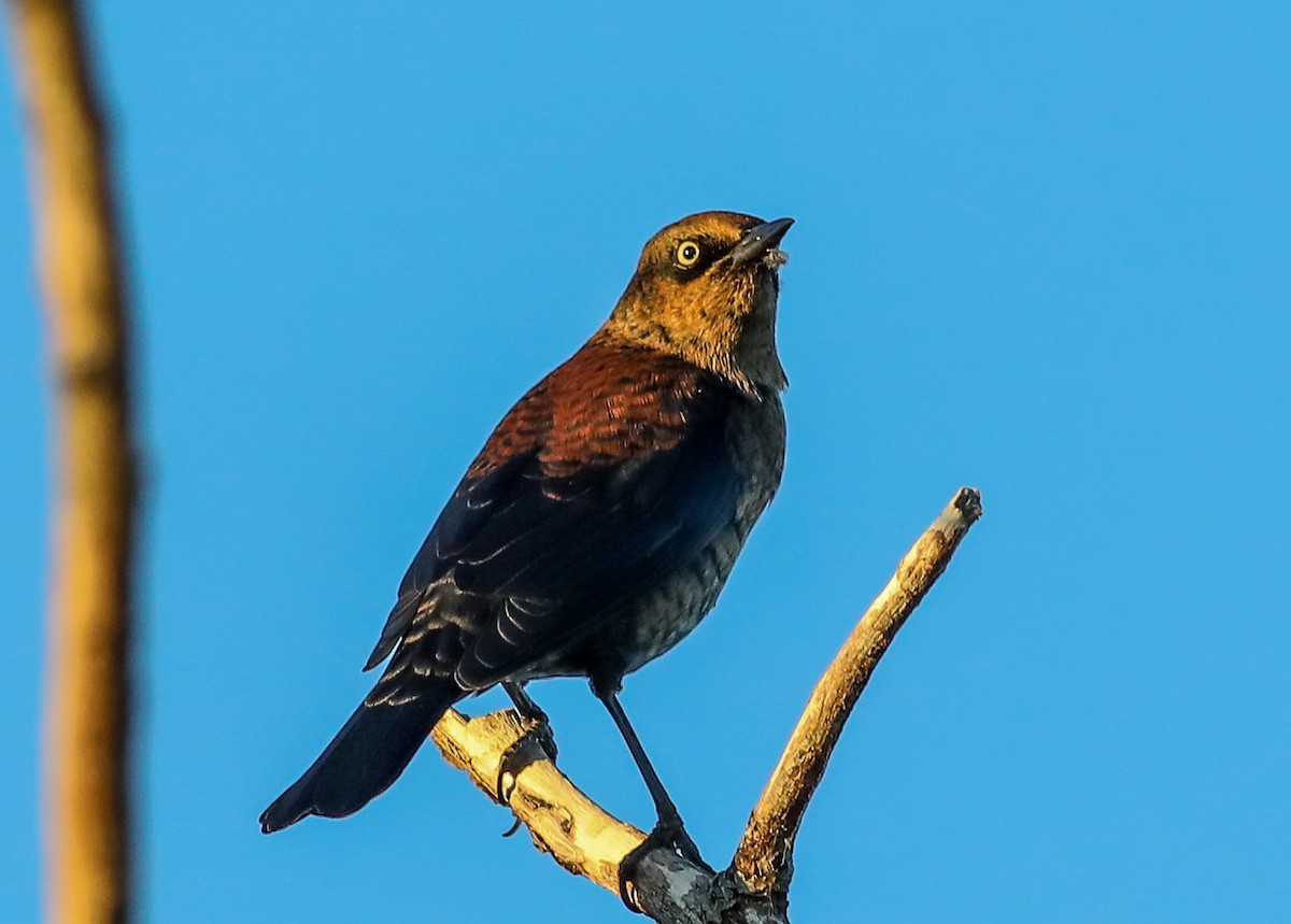 Rusty Blackbird - ML642686451