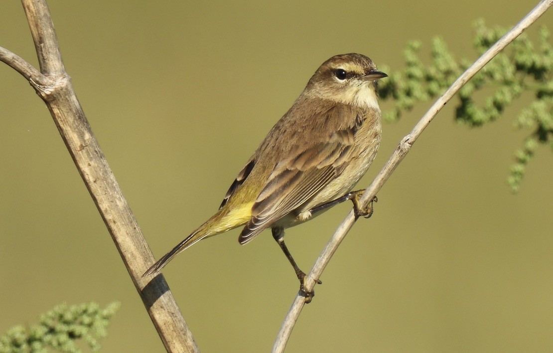 Palm Warbler - ML642686455