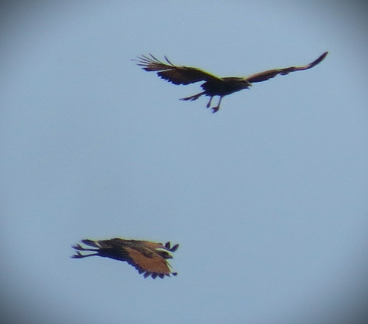 Savanna Hawk - ML642686456