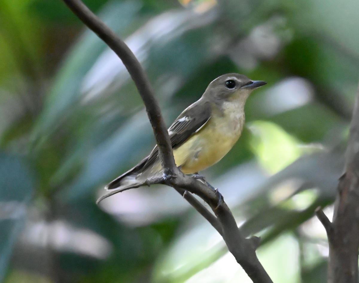 Yellow-rumped Flycatcher - ML642686458