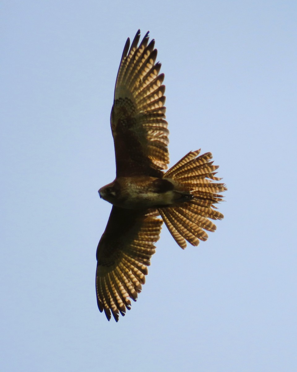Brown Falcon - ML642686461