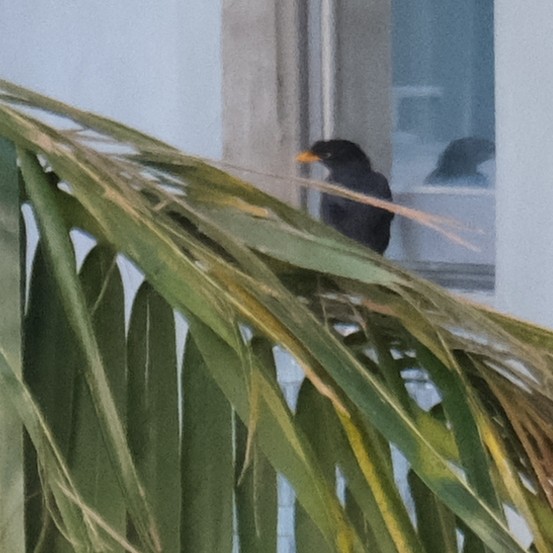 Javan Myna - ML642686462