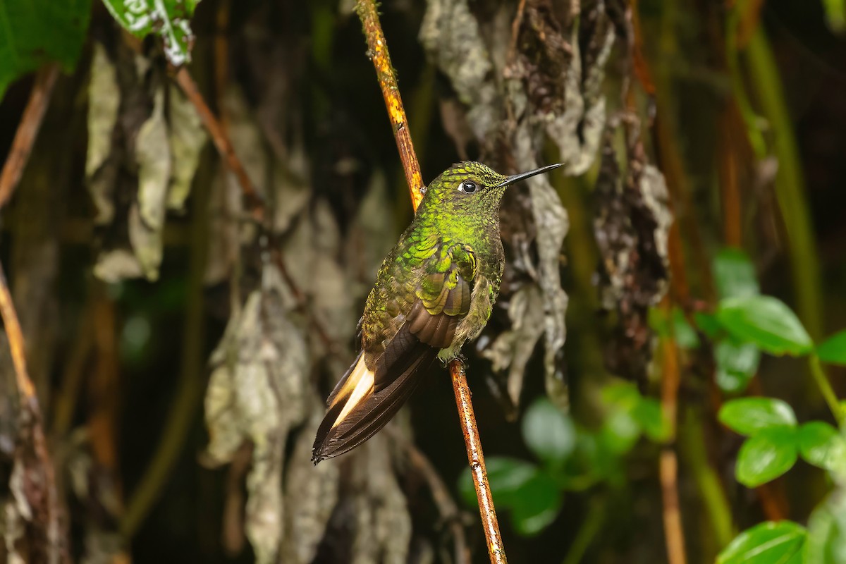 Buff-tailed Coronet - ML642686463