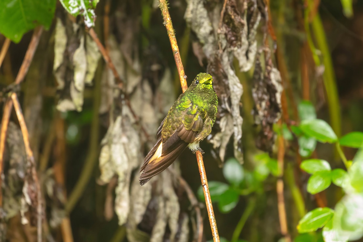 Buff-tailed Coronet - ML642686464