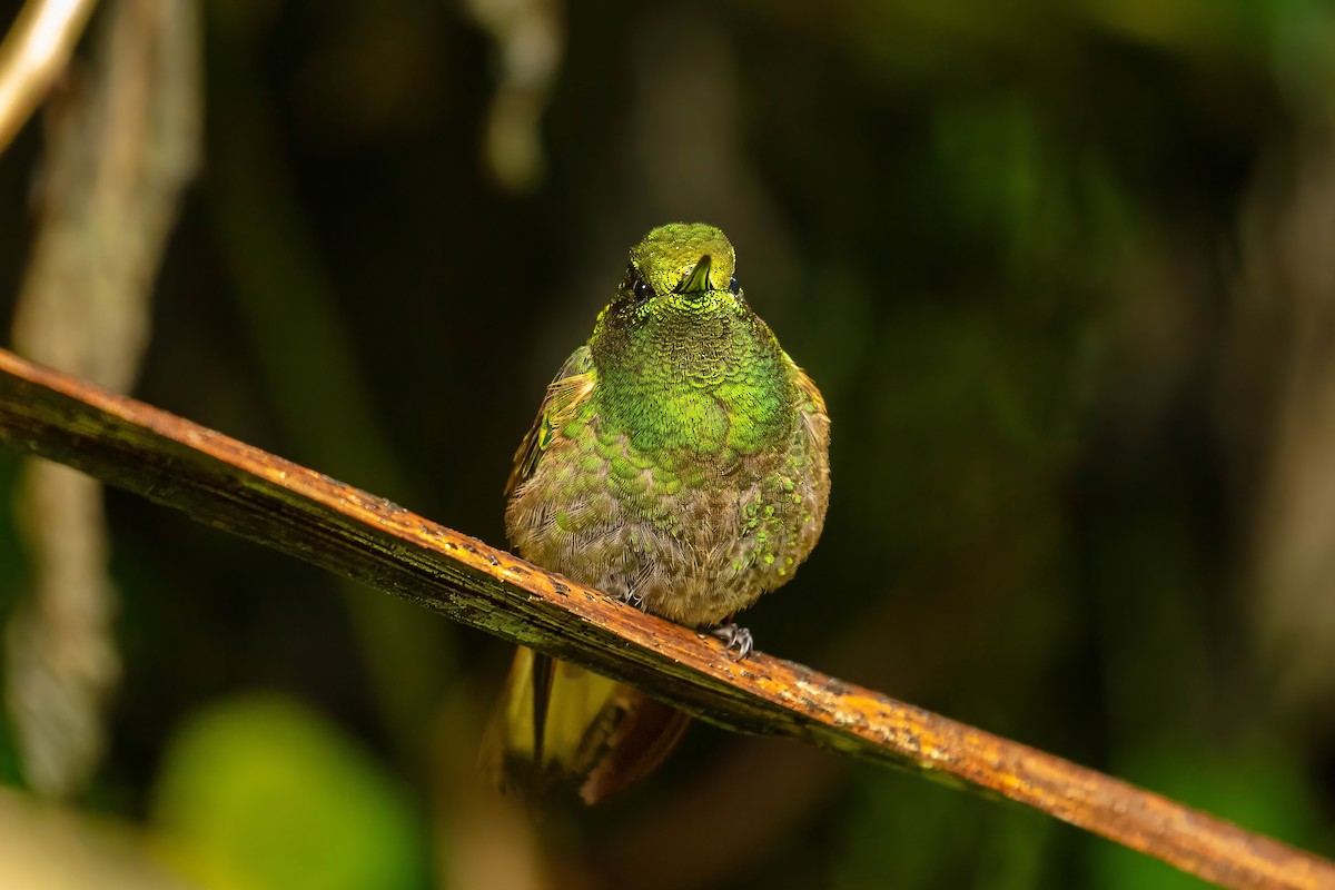 Buff-tailed Coronet - ML642686465
