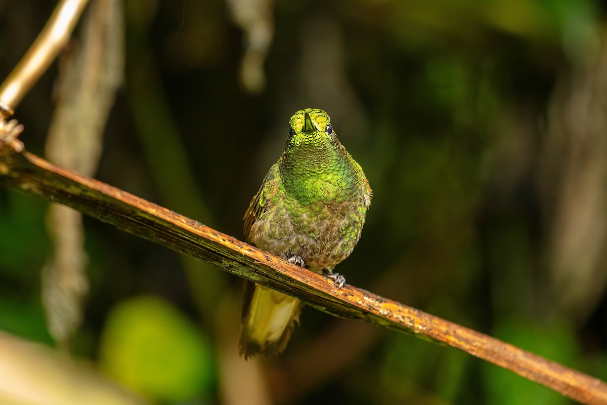 Buff-tailed Coronet - ML642686466