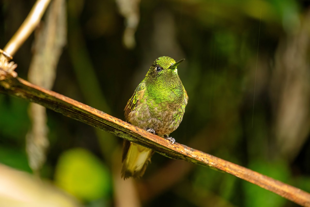 Buff-tailed Coronet - ML642686467