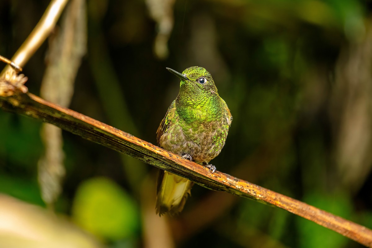 Buff-tailed Coronet - ML642686468