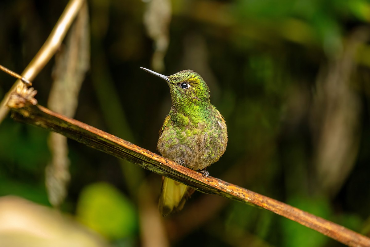 Buff-tailed Coronet - ML642686469