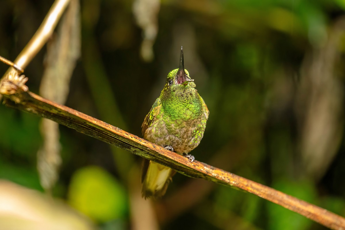 Buff-tailed Coronet - ML642686470