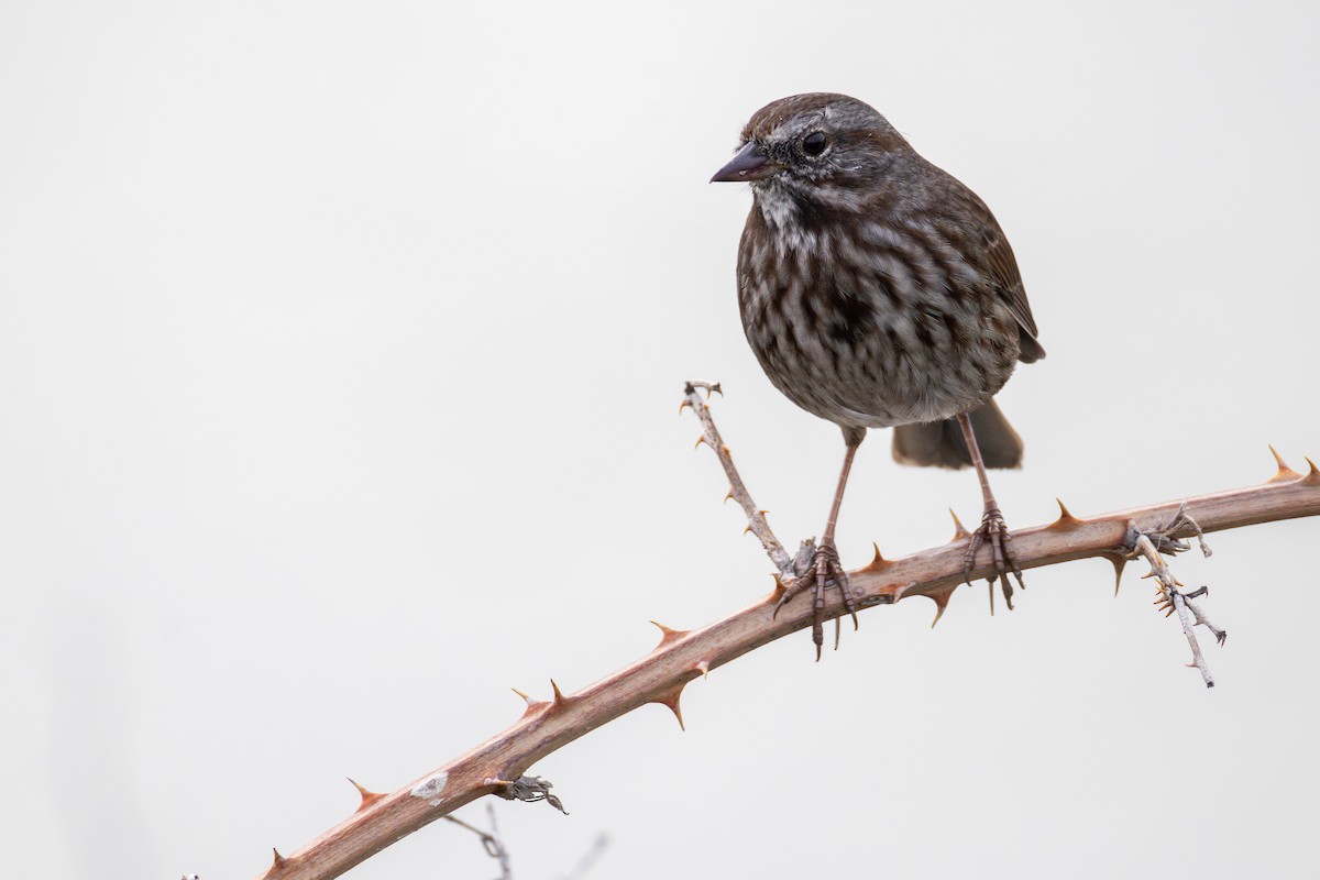 Song Sparrow - ML642686471