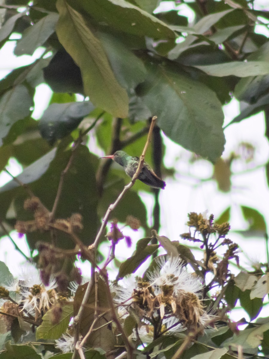 Rufous-tailed Hummingbird - ML642686472