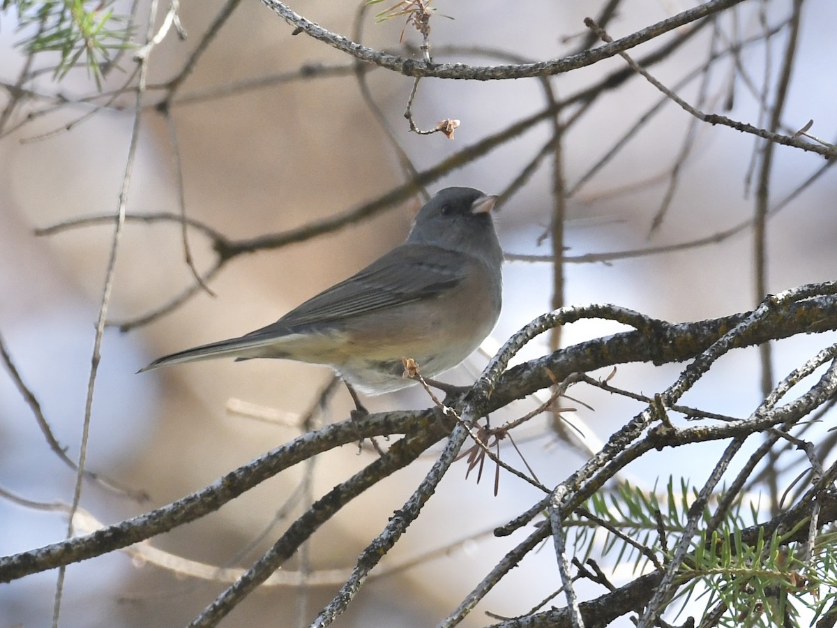 Dark-eyed Junco (Pink-sided) - ML642686473