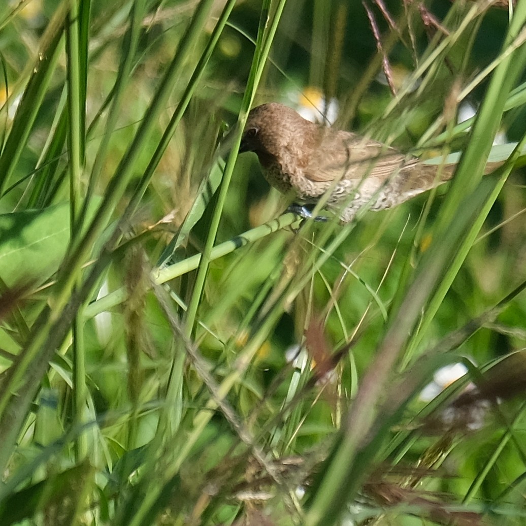 Scaly-breasted Munia - ML642686475
